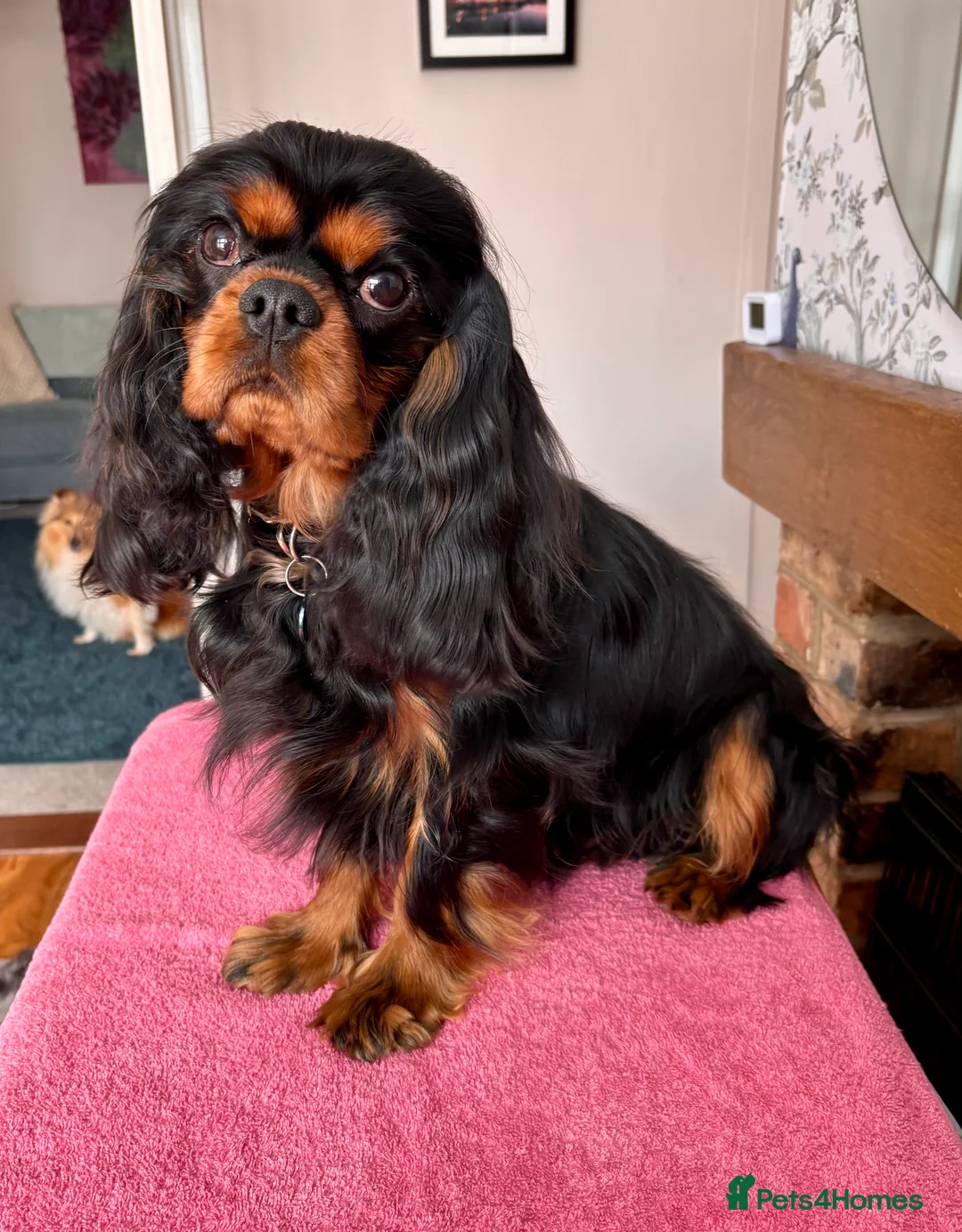 Cavalier King Charles Spaniel dogs for sale: Male neutered boy  in Evesham - Advert 2