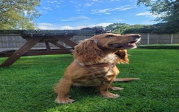 English Springer Spaniel dogs for sale: Springer spaniel - Image 2