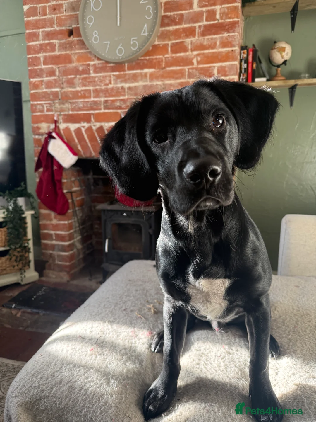 Springador dogs for sale: Male springador puppy - Advert 6