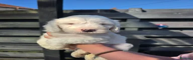 Sno