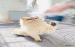 British Longhair cats for stud: 🐾🐾🐱Pretty boy looking for a girl 🐱🐾🐾 in Luton - Image 16