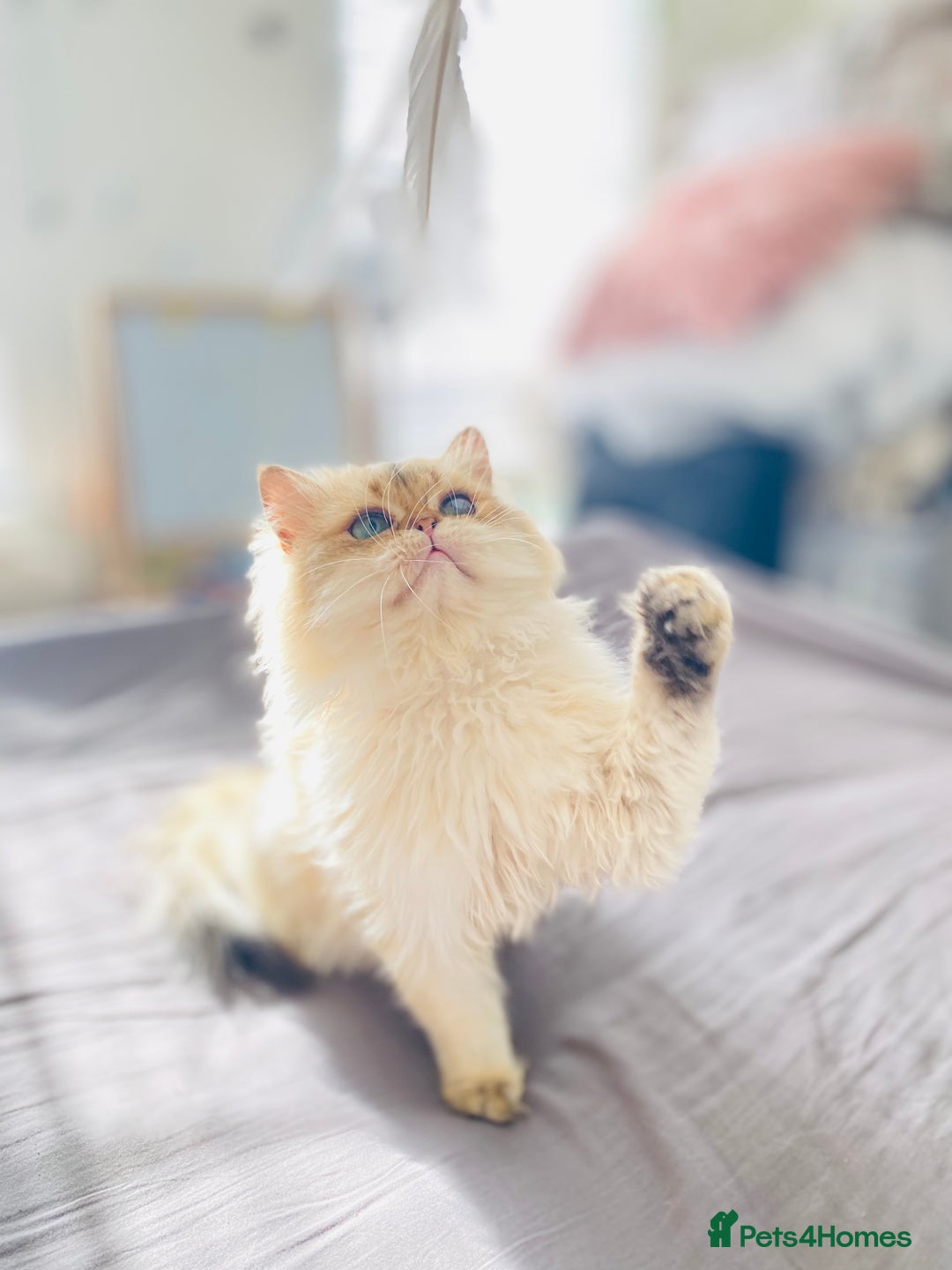 British Longhair cats for stud: 🐾🐾🐱Pretty boy looking for a girl 🐱🐾🐾 in Luton - Image 16