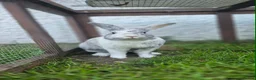Mixed Breed rabbits for sale: Malcolm and Tiggy  - Advert 7