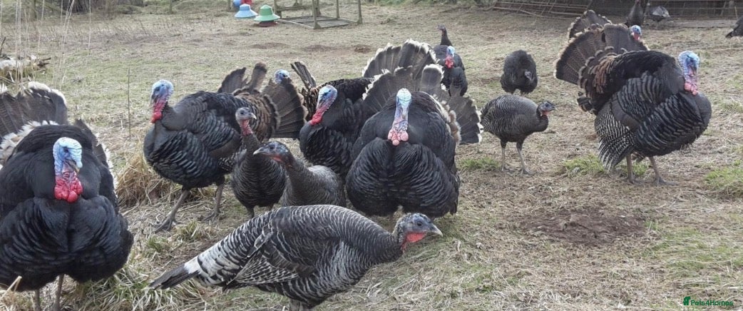 Turkeys poultry *PRE ORDER* American Turkey poults! - Advert 1