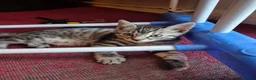 Bengal cats for sale: Bengal Tabby - Advert 8