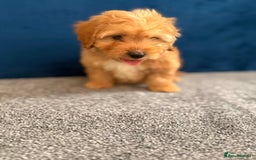 Cockapoo dogs for sale: Ready to go beautiful puppies  - Advert 10