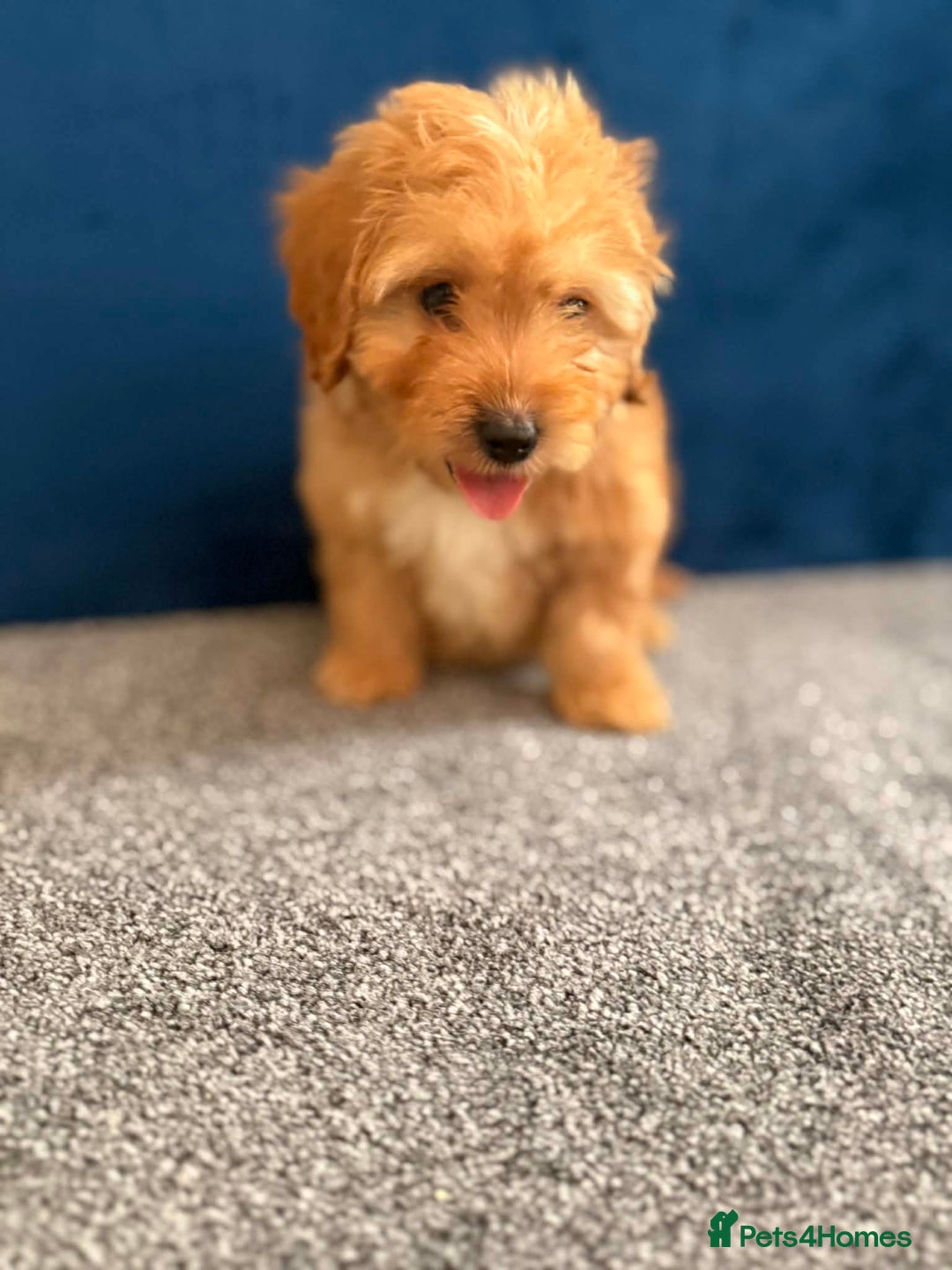 Cockapoo dogs for sale: Ready to go beautiful puppies  - Advert 10