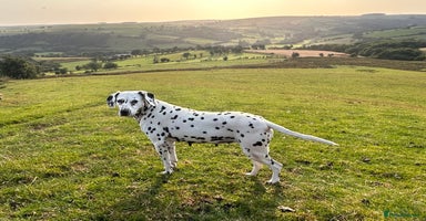 Dalmatian dogs - Advert 8
