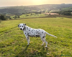 Dalmatian dogs - Advert 1