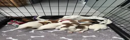 Jack Russell dogs for sale: ONE BOY LEFT - Advert 12