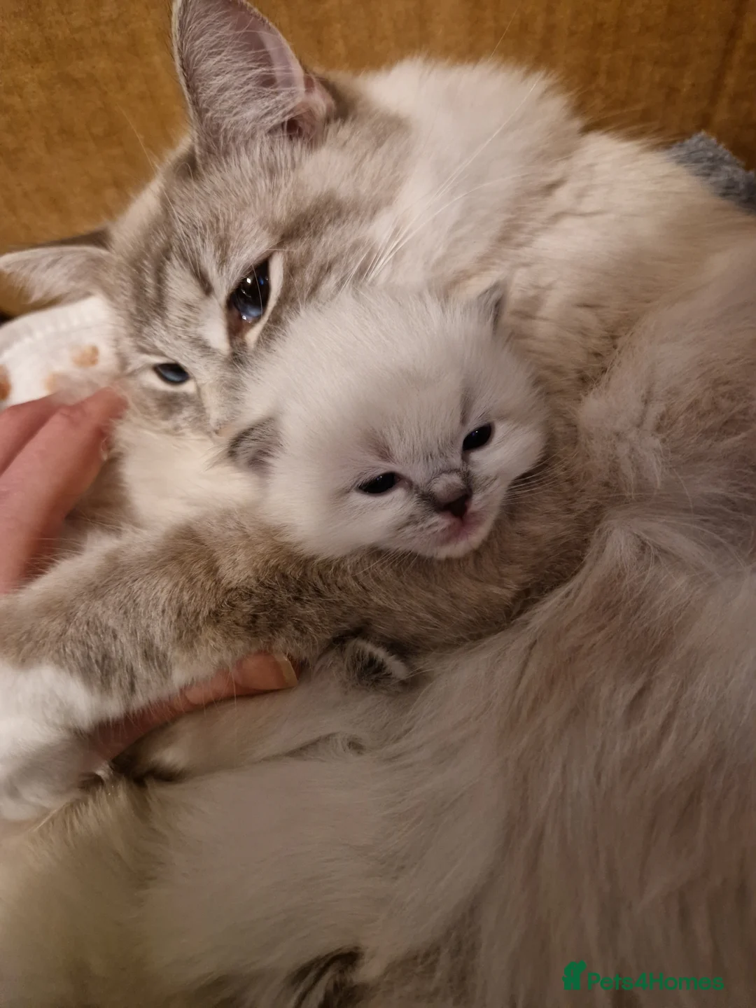 Ragdoll cats for sale: Pure beautiful Ragdoll Kittens  - Advert 1