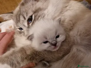 Ragdoll cats Pure beautiful Ragdoll Kittens - Advert 1