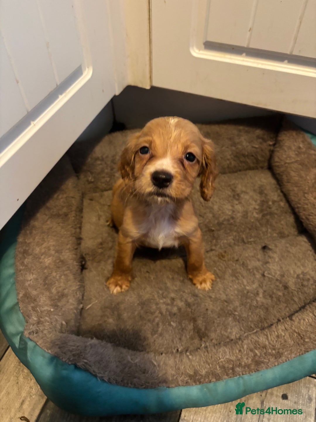 Cocker Spaniel dogs for sale: 5 lovely cocker spaniels  - Advert 6