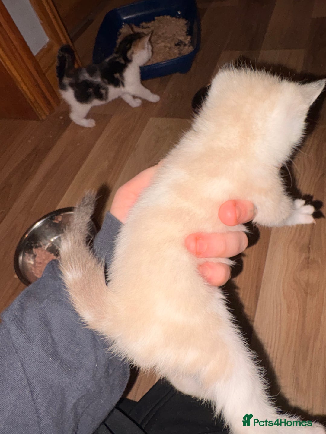 Mixed Breed cats for sale: 4 mixed breed kittens for sale - Advert 7