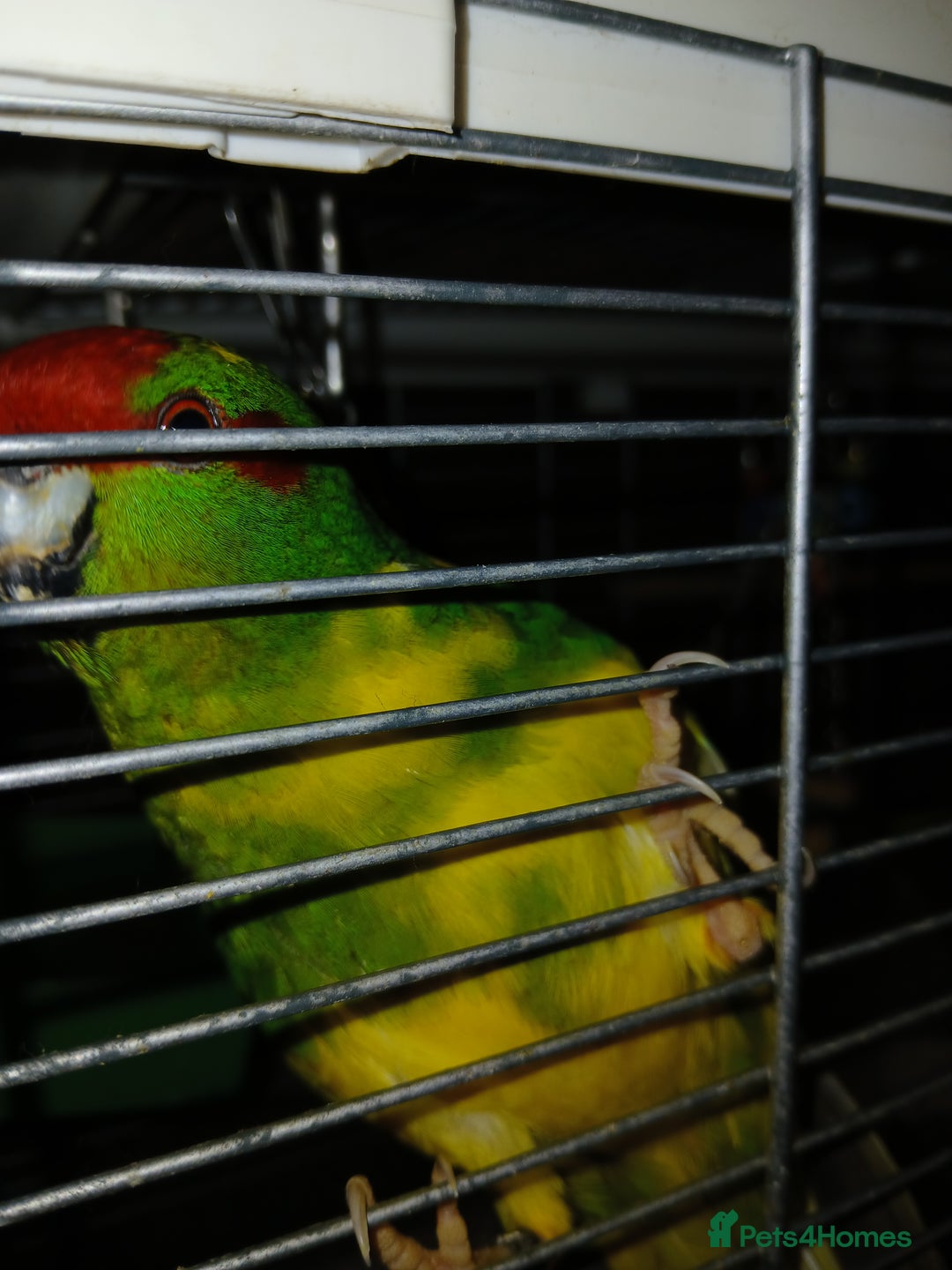 Parakeets birds for sale: Kakariki's x3 Males dna'd Kakariki's  - Advert 5