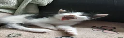 Mixed Breed cats for sale: Beautiful adorable little kitten - Advert 16