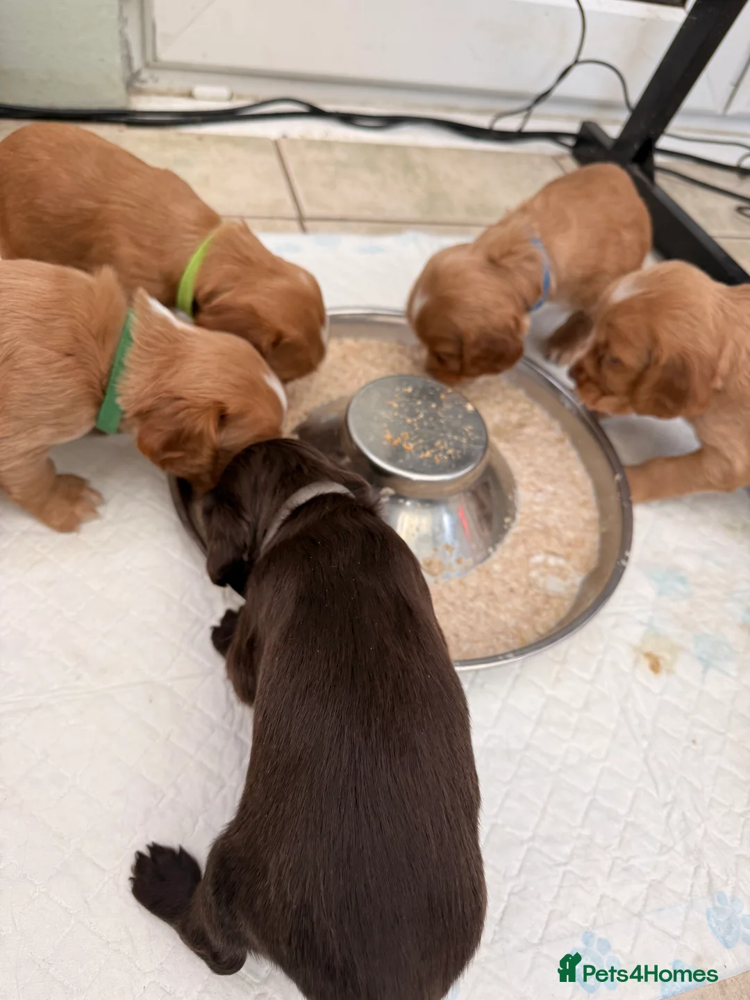 Sprocker dogs for sale: Sprocker Pups - Advert 15