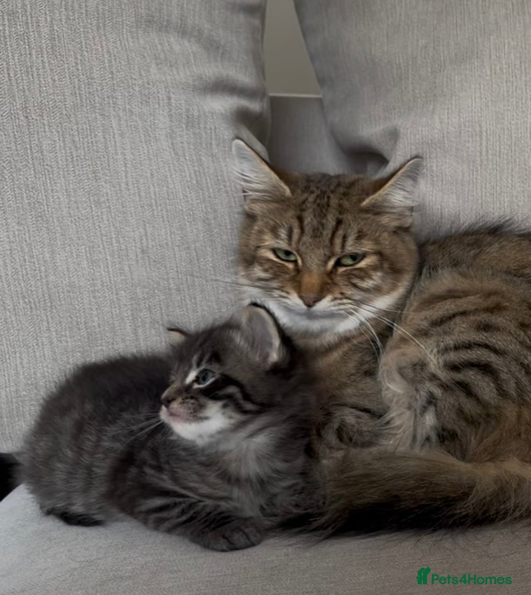 Maine Coon cats for sale: 2 Maine coon x tabby kittens  - Image 17