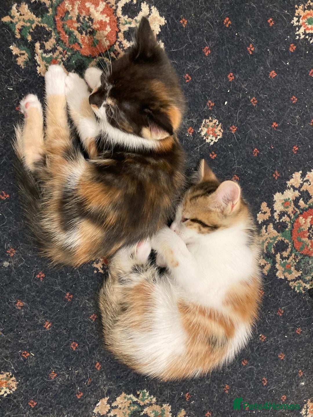 Mixed Breed cats for sale: Kittens ready now  - Advert 2