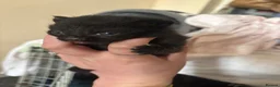 Mixed Breed cats for sale: Ready to leave 6th june-reduced to £70 - Advert 26