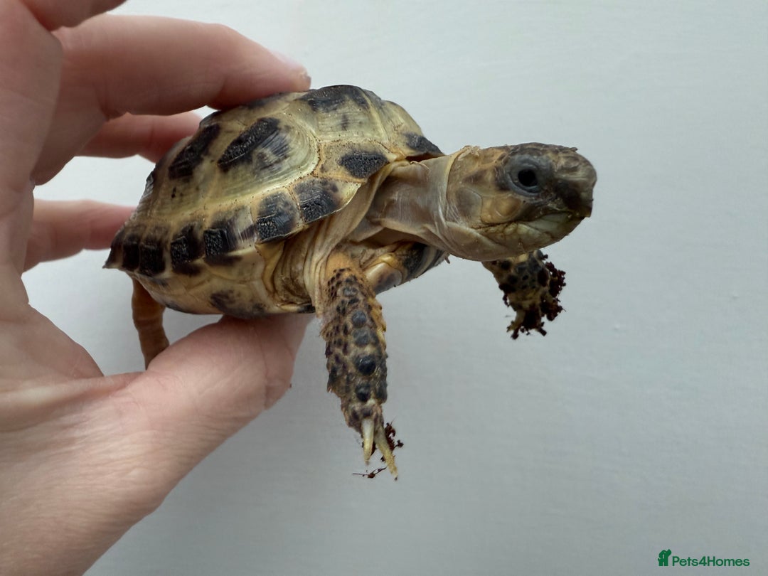 Tortoise reptiles for sale: Horsfield tortoise for sale,Setups also available  - Image 5