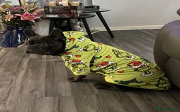 French Bulldog dogs for sale: Male French Bulldog for Sale - Image 1