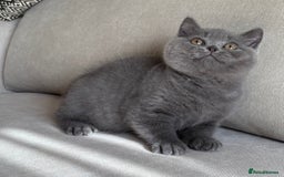 British Shorthair cats for sale: Beautiful BSH  - Image 2