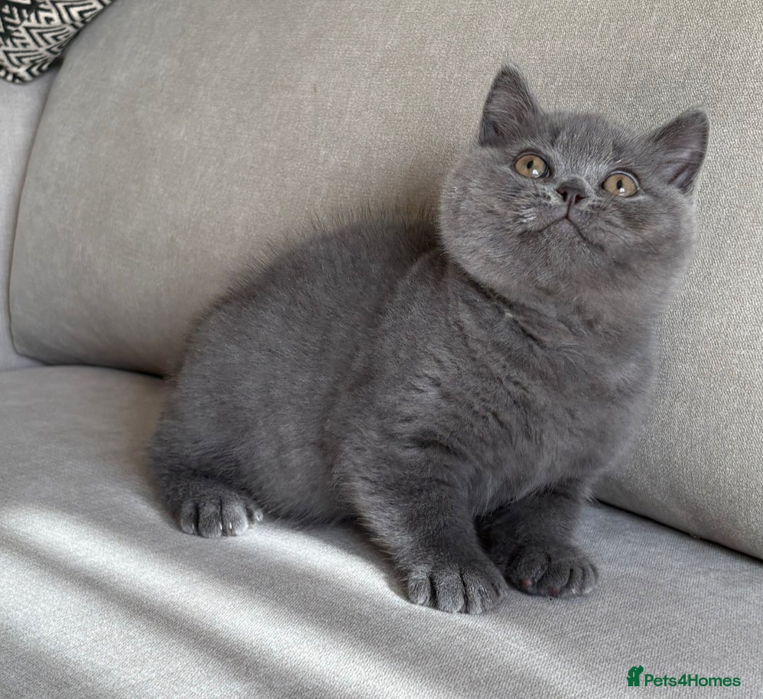 British Shorthair cats for sale: Beautiful BSH  - Image 2