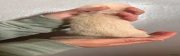 Ferret rodents for sale: ferret kits for sale  - Advert 8