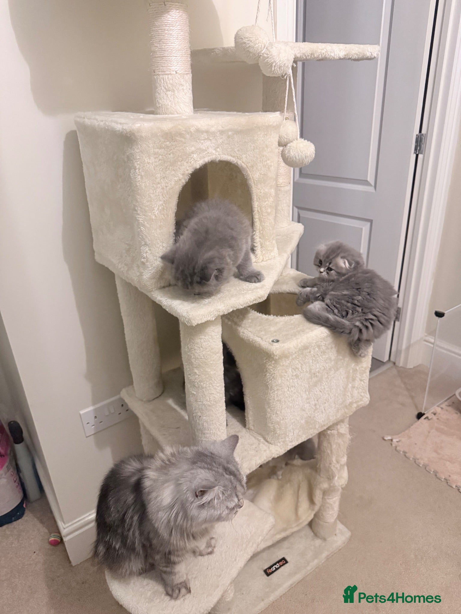 Scottish Fold cats Beautiful Scottish Fold Kittens 🐾 - Advert 1