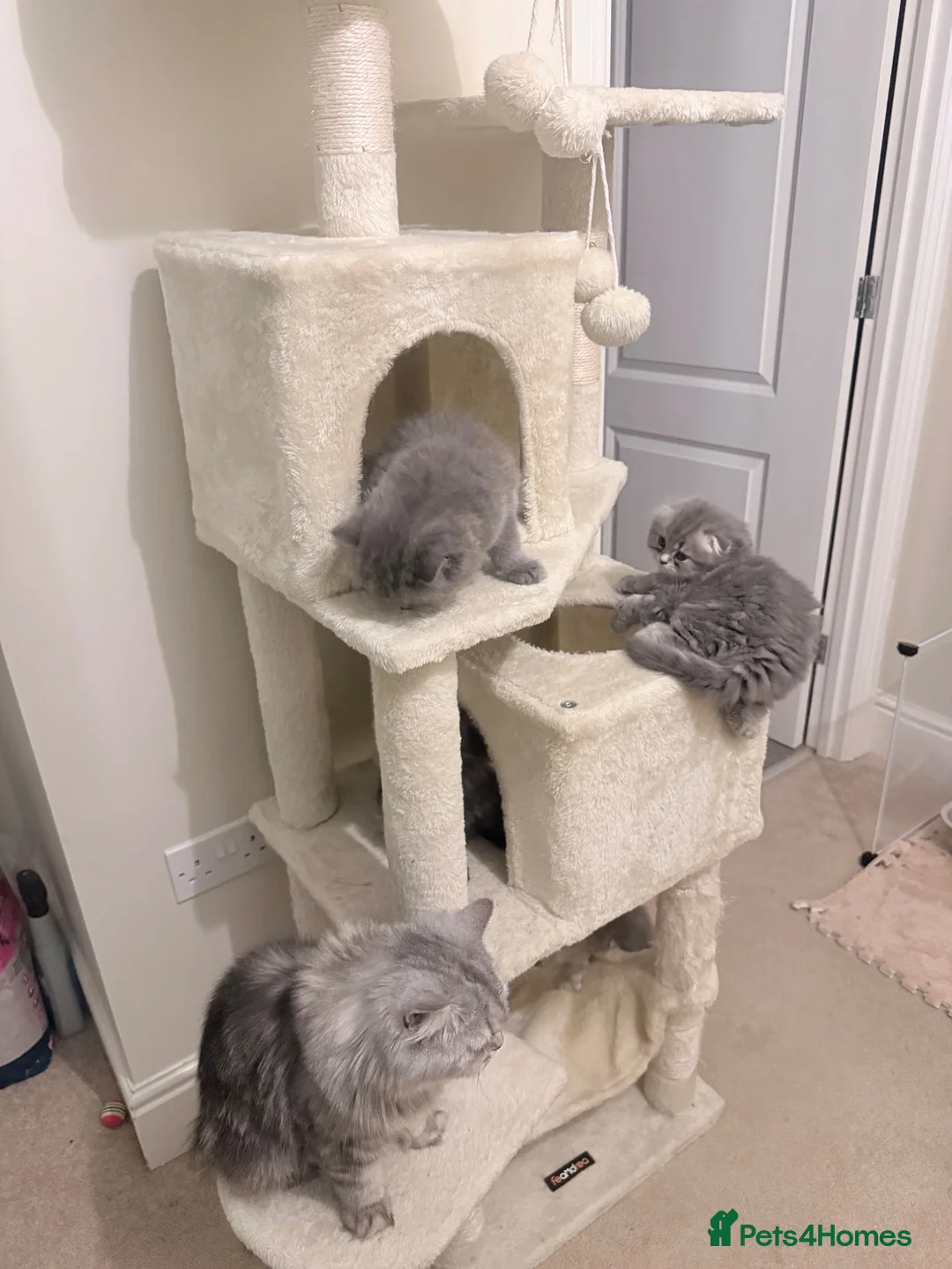 Scottish Fold cats for sale: Beautiful Scottish Fold Kittens 🐾 in Huntingdon - Advert 1