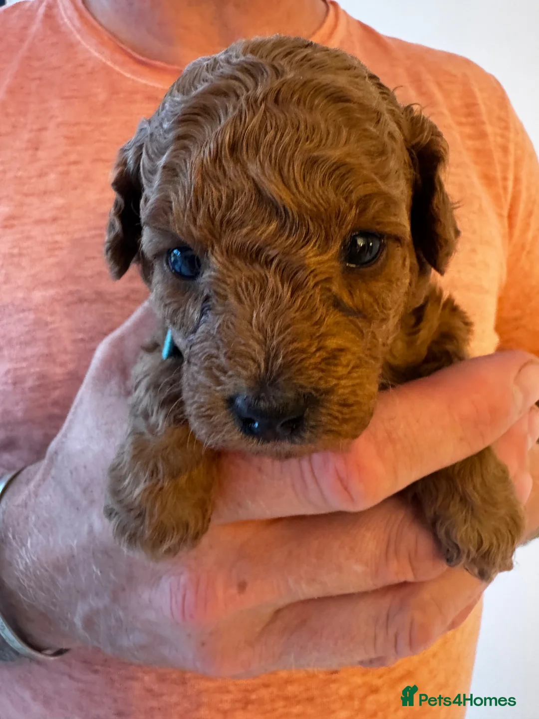 Mixed Breed dogs for sale: Miniture poodle puppies  - Advert 8