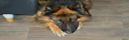German Shepherd dogs for sale: 4 year old German shepherd male in Holyhead - Advert 8