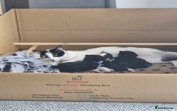 British Shorthair cats for sale: British Shorthair Mix Kittens  - Image 6