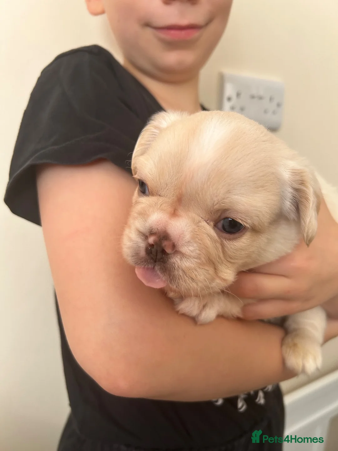 French Bulldog dogs for sale: Gorgeous Visual Fluffy French Bulldog Puppies - Advert 2