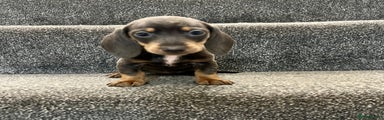 Miniature Dachshund Puppy 2