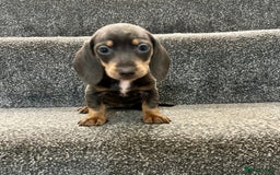 Miniature Dachshund dogs for sale: Miniature dachshund pups - Image 4