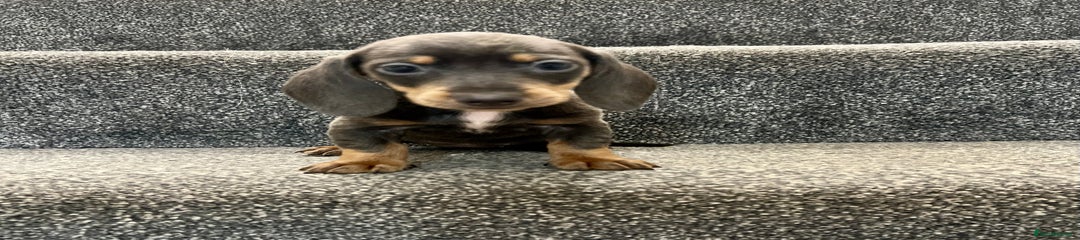 Miniature Dachshund Puppy 2