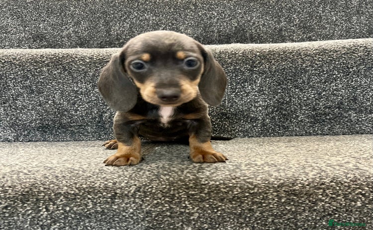 Miniature Dachshund dogs - Advert 14