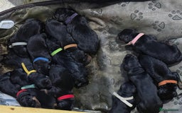 Rottweiler dogs for stud: Proven big boy ready for stud - Advert 3