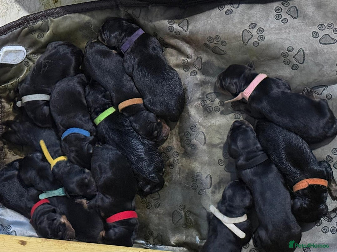 Rottweiler dogs for stud: Proven big boy ready for stud - Advert 3