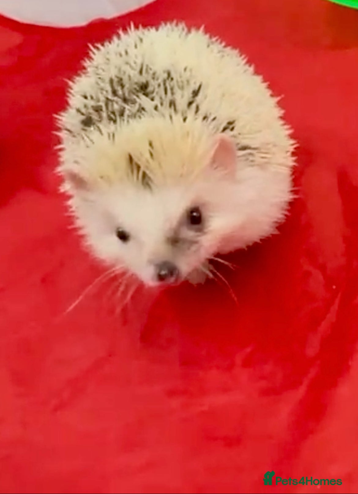 Pygmy Hedgehog rodents Mew Young MALE 7 month Old African Pygmy Hedgehog  - Advert 2