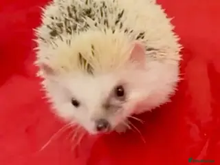 Pygmy Hedgehog rodents Mew Young MALE 7 month Old African Pygmy Hedgehog - Advert 2