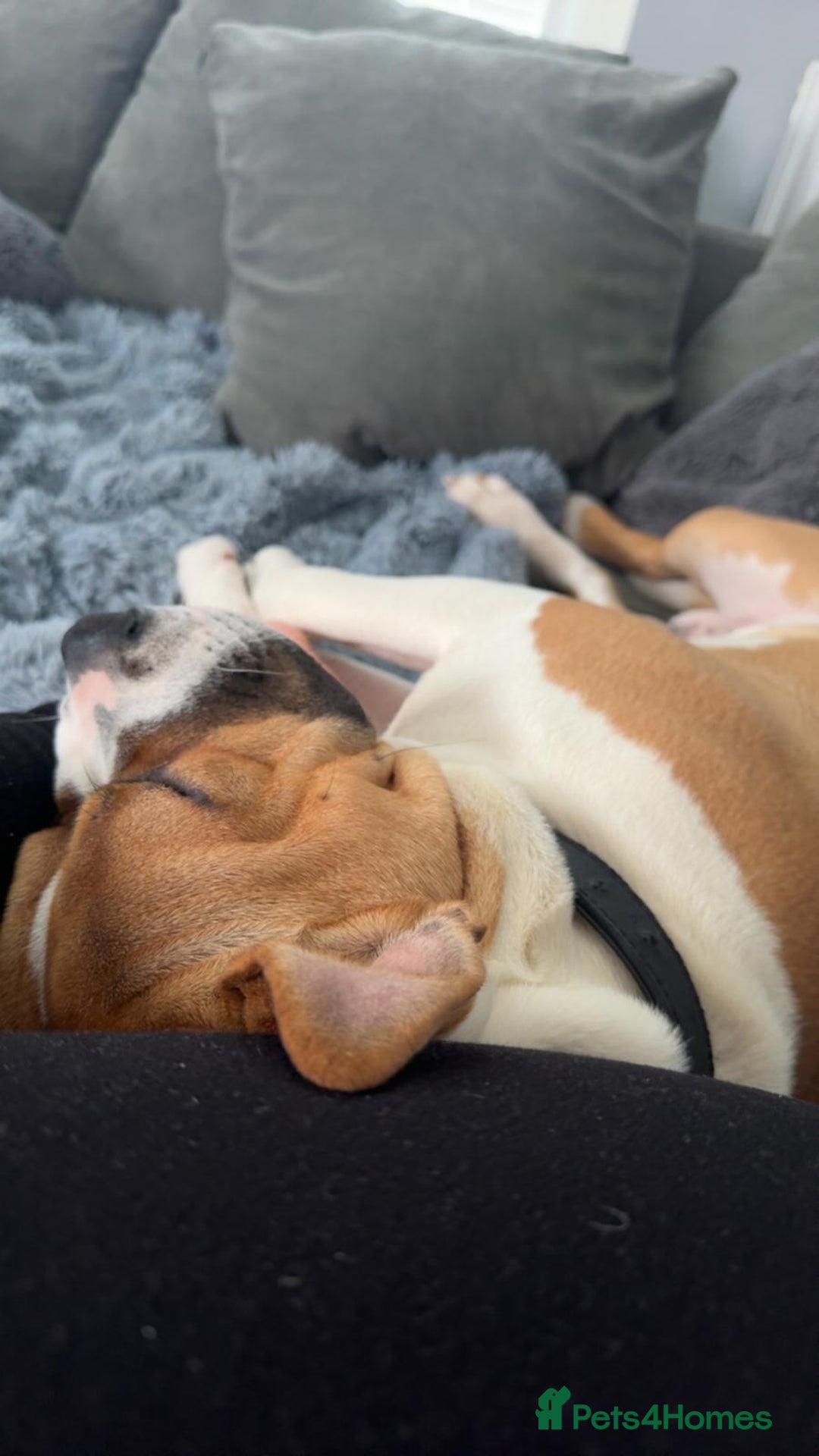 Staffordshire Bull Terrier dogs for sale: staffy for sale  - Image 2