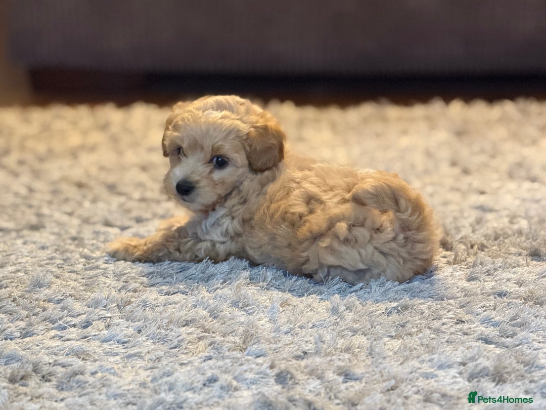 Maltipoo dogs for sale: Real life teddy bears f1 Maltipoo 3 left!🐾🐶❤️💥 - Image 4