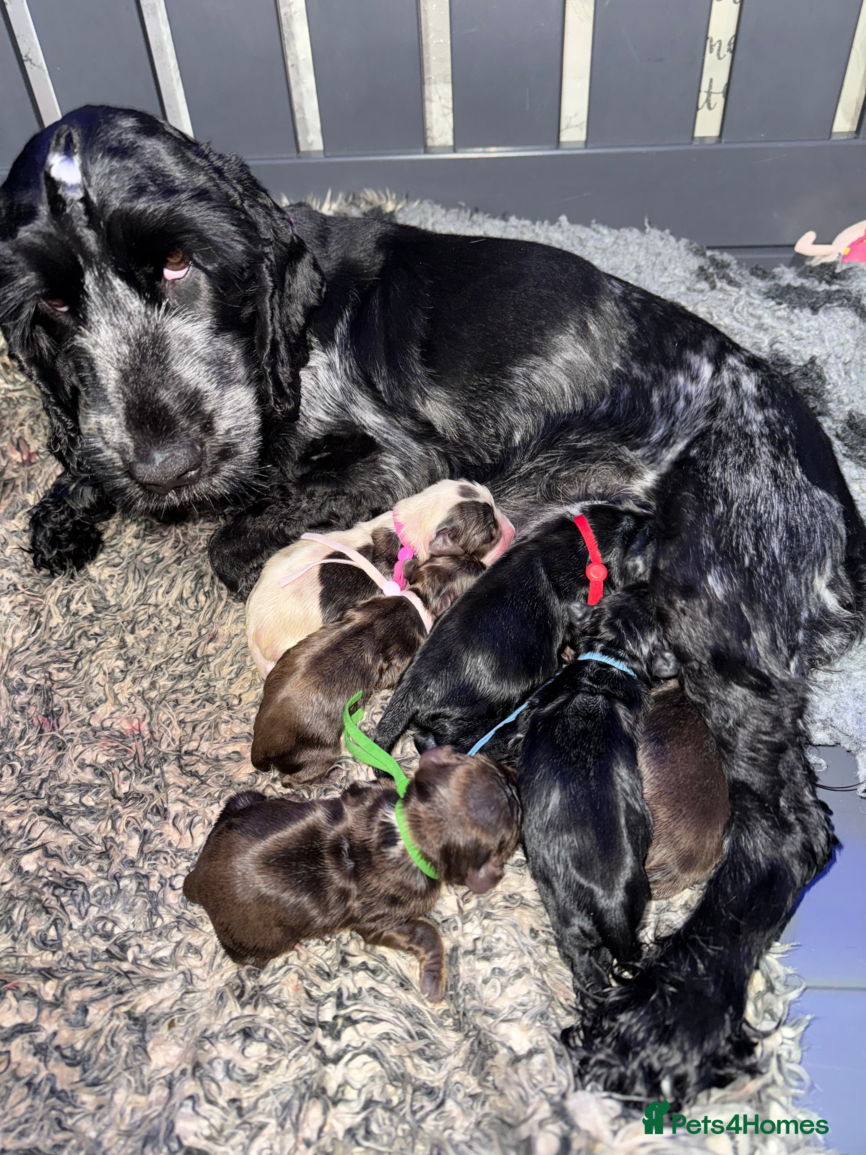 Cocker Spaniel dogs One male and 1 female show cocker spaniel pup - Advert 1