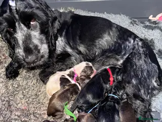 Cocker Spaniel dogs One male and 1 female show cocker spaniel pup - Advert 1