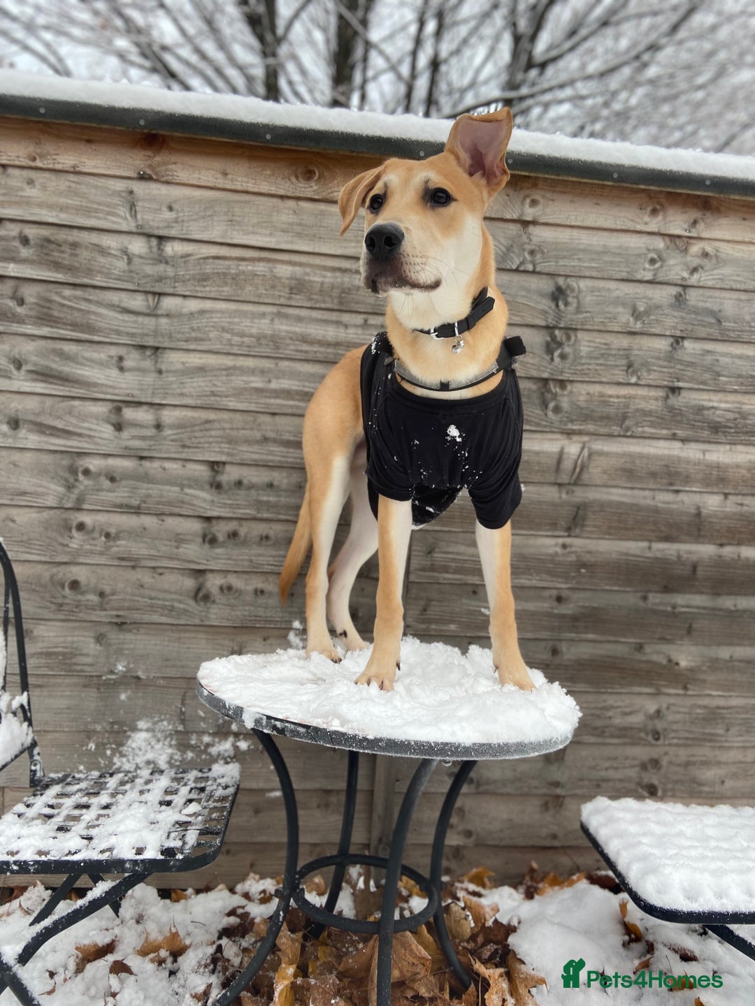 Mixed Breed dogs for sale: 2 y/o mastador/german shepherd  - Advert 11