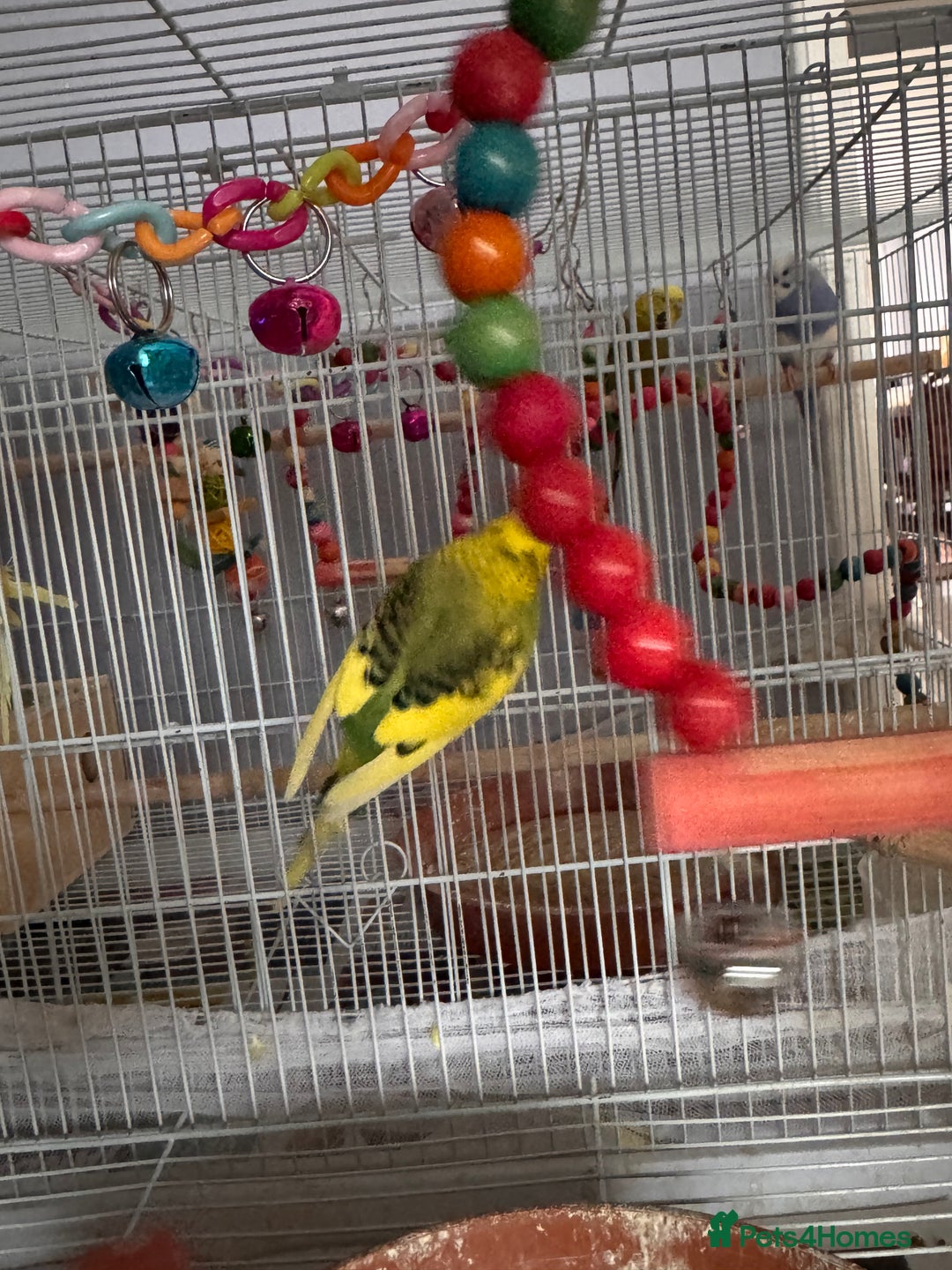 Budgerigars birds for sale: Budgies for sale - Advert 6