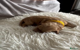 Mixed Breed dogs for sale: Cavapoochon Puppies ** 3 Girls 1 Boy remaining ** - Image 22